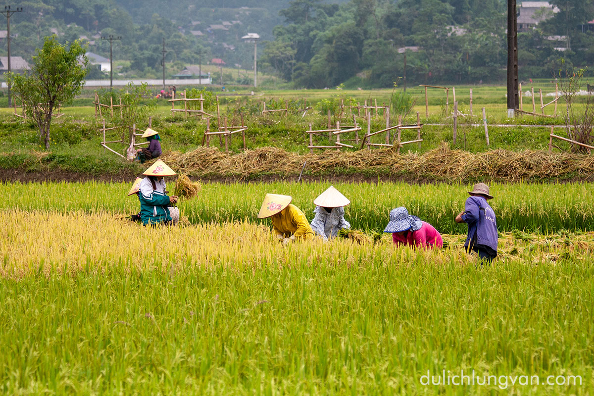 Lung Van in Harvest Season