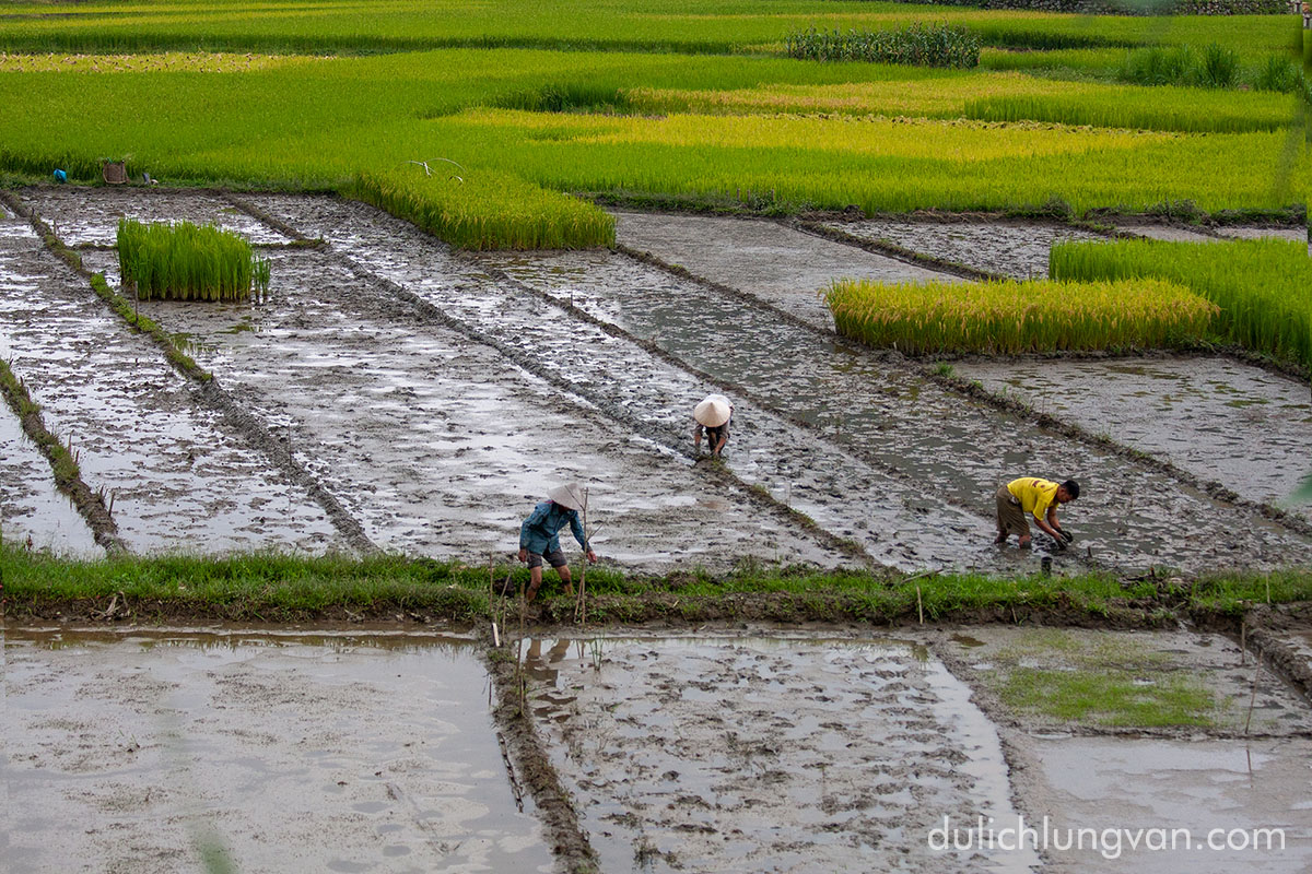 Lung Van Rice Field in July