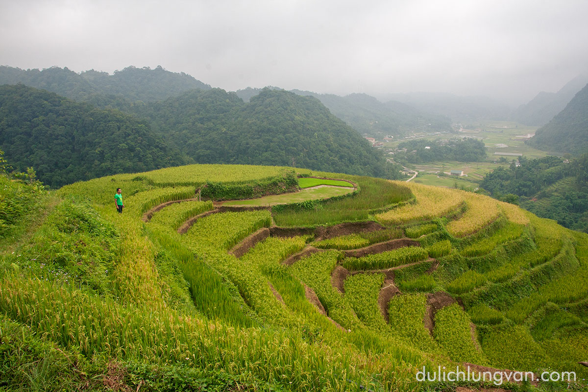 Terraced Rice Fields in Lung Van